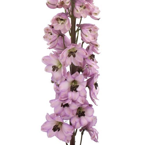 DELPHINIUM DOUBLE DEWI FUNNY SMILE