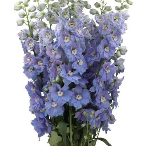 DELPHINIUM DOUBLE DEWI LAVENDEL SMILE