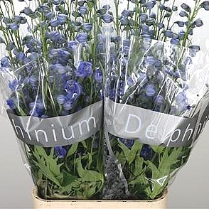 DELPHINIUM BLUE POWER