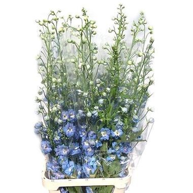 DELPHINIUM CENTURION SKYBLUE