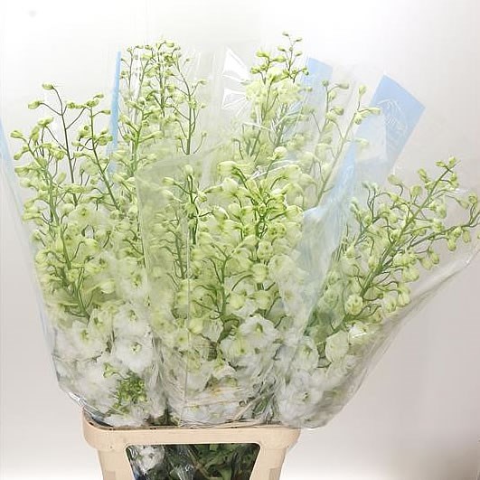 DELPHINIUM DU. CENTURION WHITE