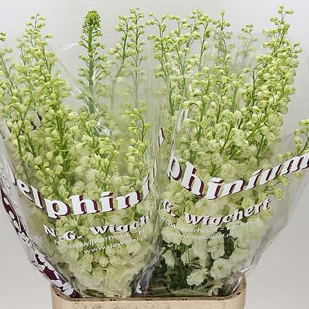 DELPHINIUM DEWI DUTCH GOLD