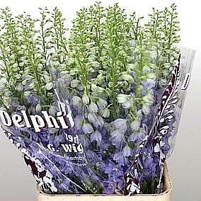 DELPHINIUM DEWI IMPRESS