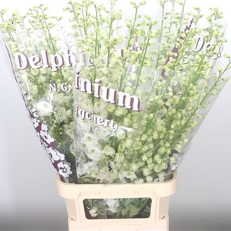 DELPHINIUM DEWI SIBERIA