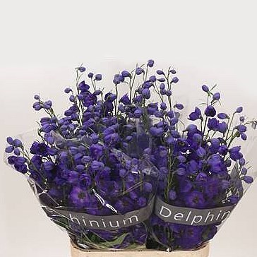 DELPHINIUM JEWEL