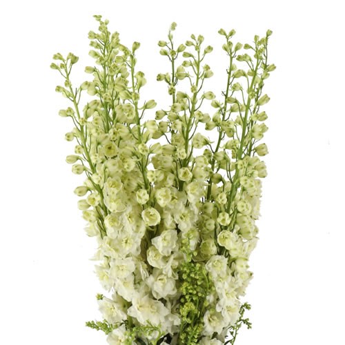 DELPHINIUM ELATUM CREAM