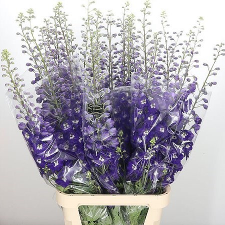 DELPHINIUM ELM FREUDE