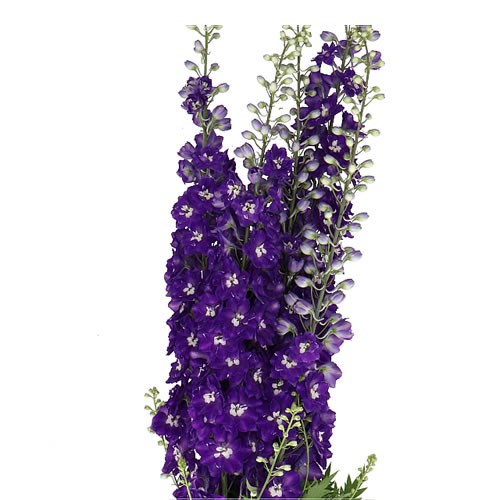 DELPHINIUM ELM FREUDE