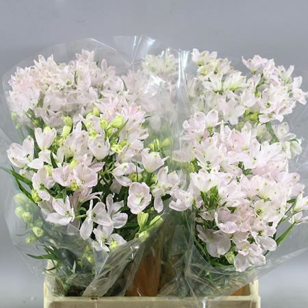 DELPHINIUM ENERGY PINK