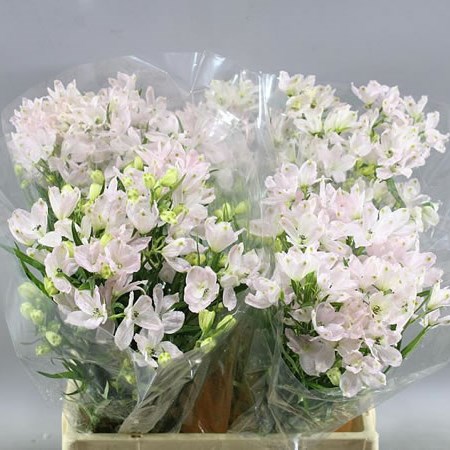 DELPHINIUM ENERGY PINK