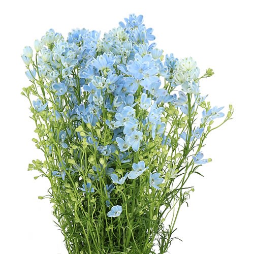 DELPHINIUM FASHION LIGHT BLUE 80cm | Wholesale Dutch Flowers & Florist ...