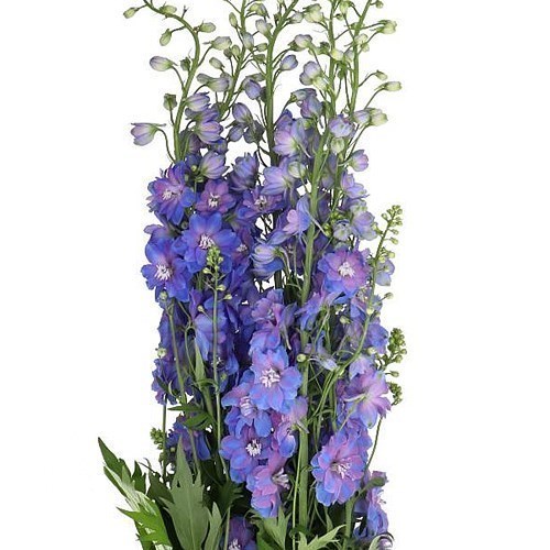 DELPHINIUM GUARDIAN BLUE