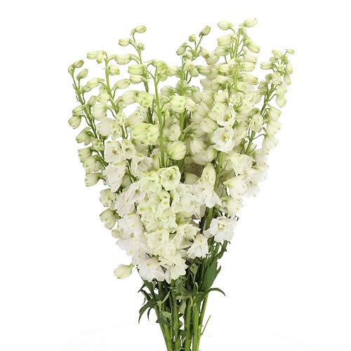 White delphinium deals