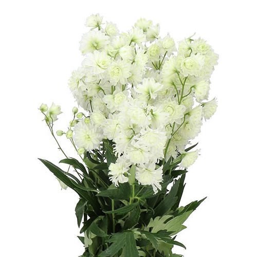 DELPHINIUM HIGHLANDER SAMBA