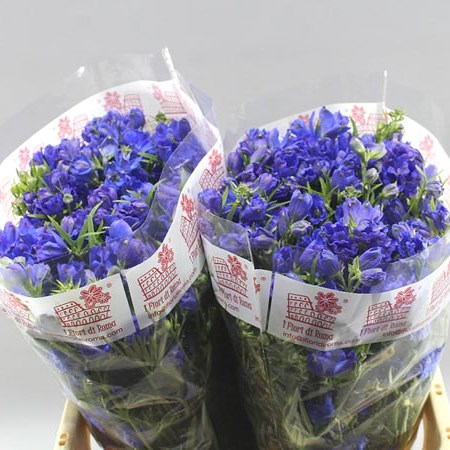 DELPHINIUM JENNY PEARL