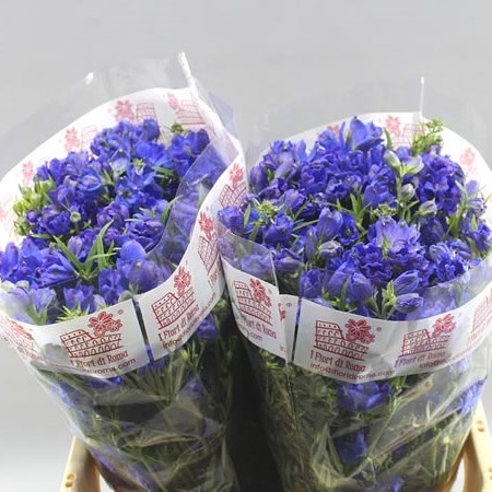 DELPHINIUM JENNY PEARL