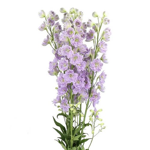 DELPHINIUM KISSI BLUSH LILAC
