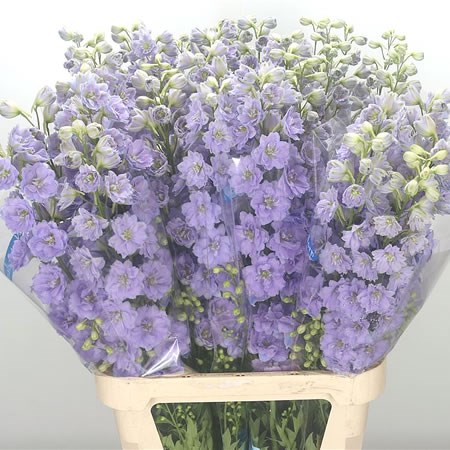 DELPHINIUM KISSI BLUSH LILAC