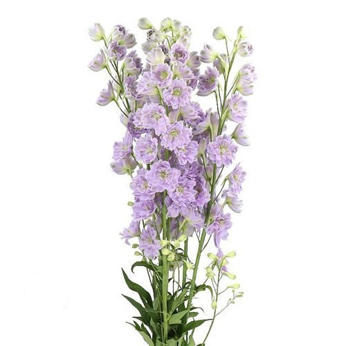 DELPHINIUM KISSI BLUSH LILAC