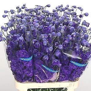 DELPHINIUM KISSI DARK PURPLE