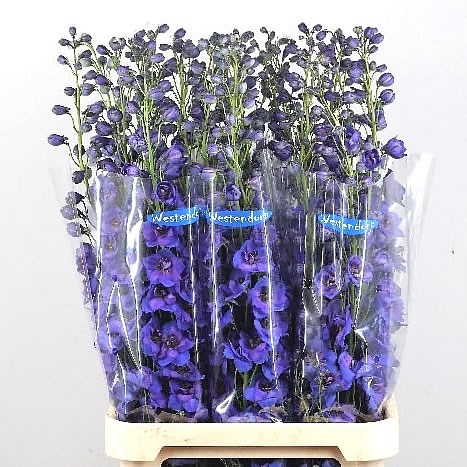 DELPHINIUM KISSI FLASH BLUE