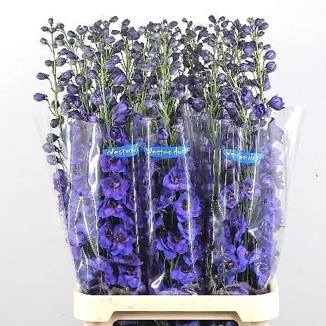 DELPHINIUM KISSI FLASH BLUE