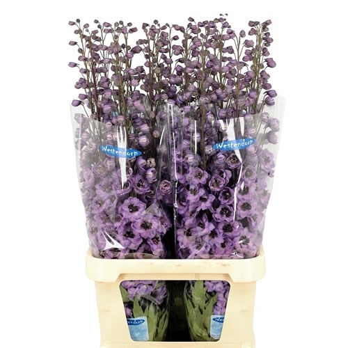 DELPHINIUM KISSI FUCHSIA FLASCH