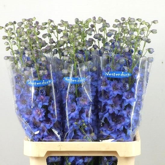 DELPHINIUM KISSI JEANS BLUE