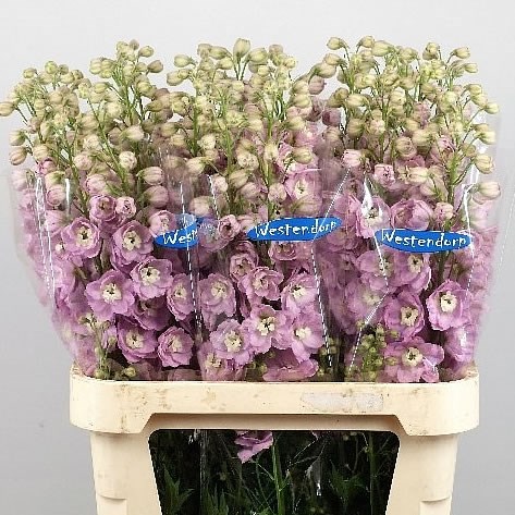 DELPHINIUM KISSI LOVELY PINK