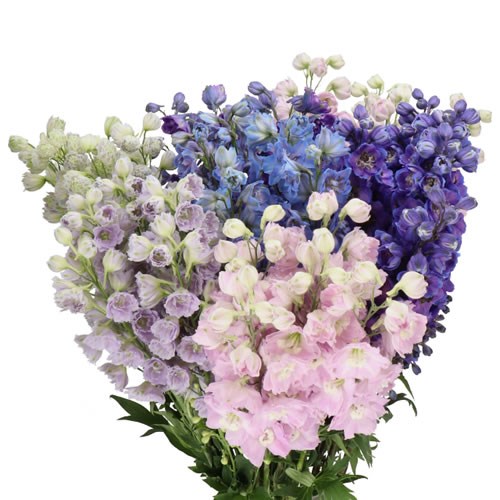 DELPHINIUM KISSI MIX