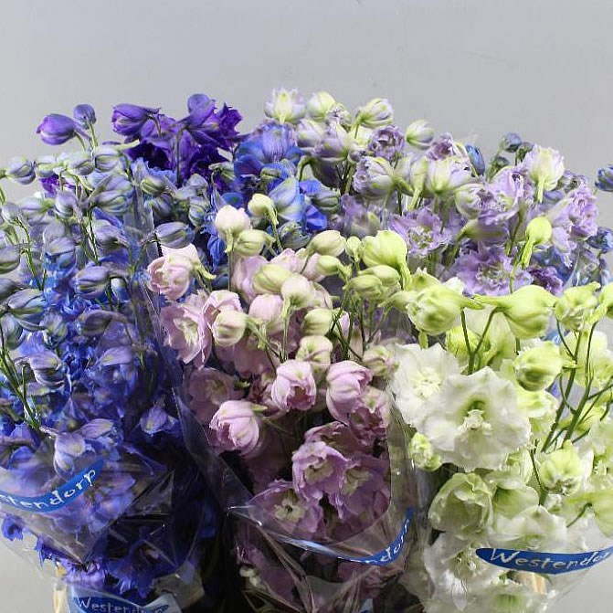 DELPHINIUM KISSI MIX