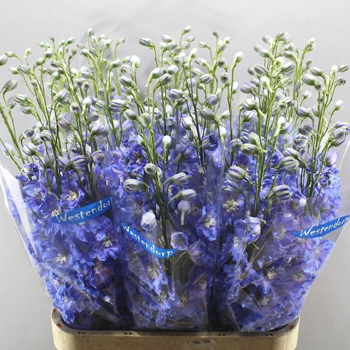 DELPHINIUM KISSI OCEAN BLUE