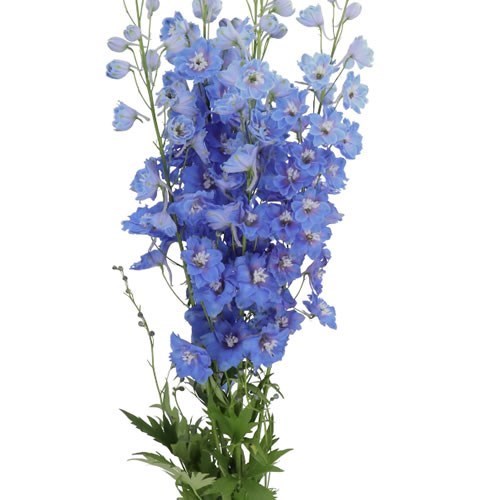 DELPHINIUM KISSI OCEAN BLUE