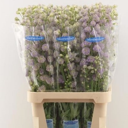 DELPHINIUM KISSI PONPOM