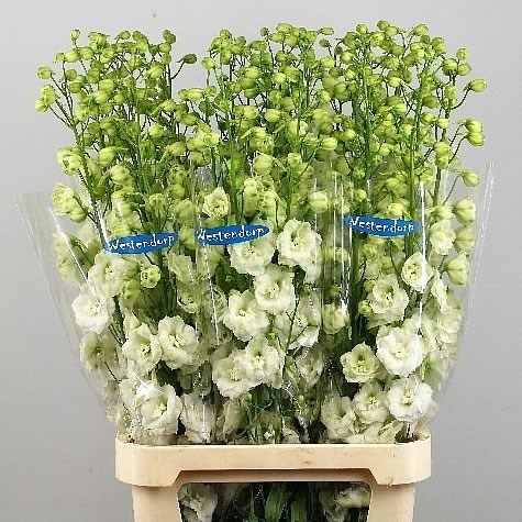 DELPHINIUM KISSI WHITE