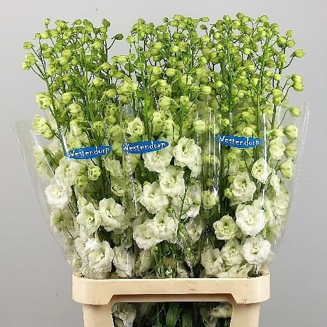 DELPHINIUM KISSI WHITE