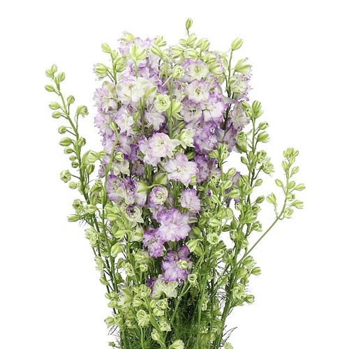DELPHINIUM LARKSPUR AJA. DELQIS