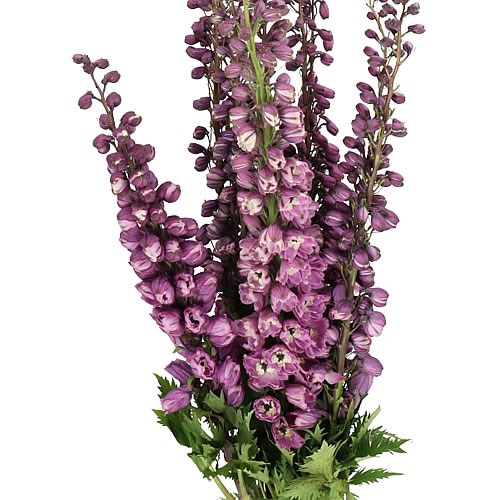 DELPHINIUM LILACPINKWHITEBEE