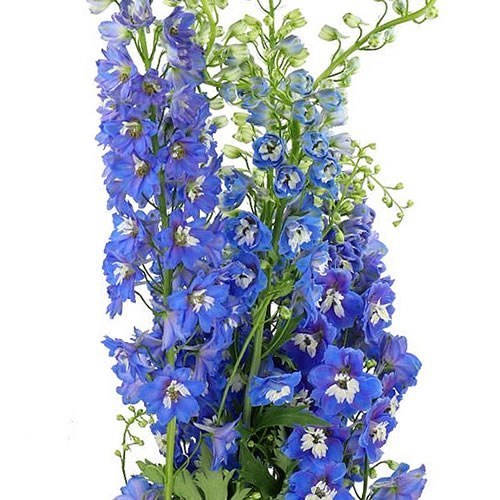 DELPHINIUM MAGIC FOUNTAINS BLUE