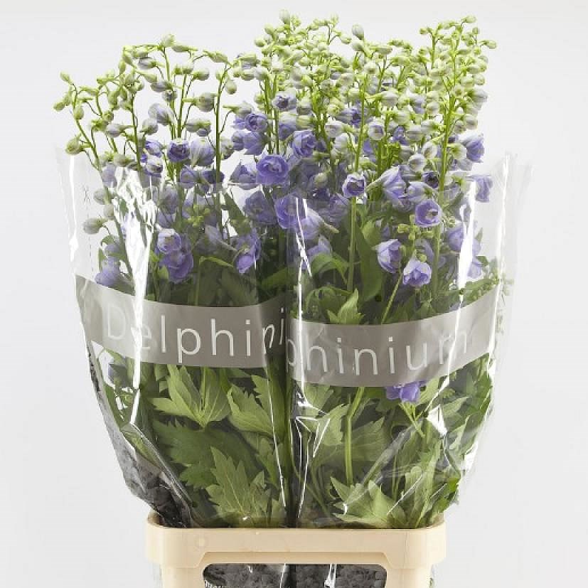 DELPHINIUM MISTY
