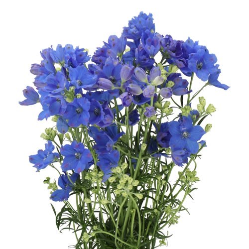 DELPHINIUM MORPHO GRAND BLUE