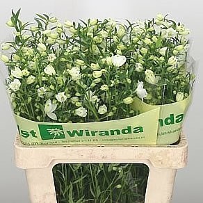 DELPHINIUM MORPHO SILKY WHITE