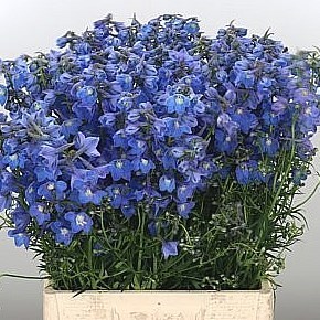 DELPHINIUM NEDS DIEVER (MINI)