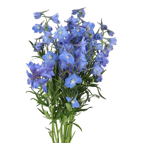 DELPHINIUM NEDS DIEVER
