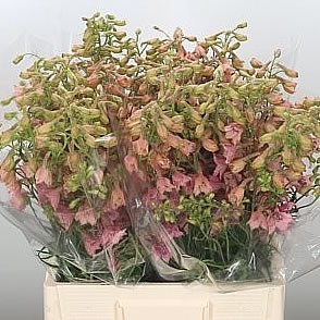 DELPHINIUM PINK SENSATION
