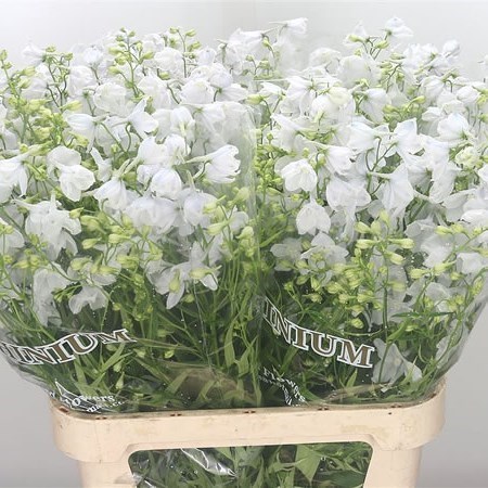 DELPHINIUM SNEEUWWITJE