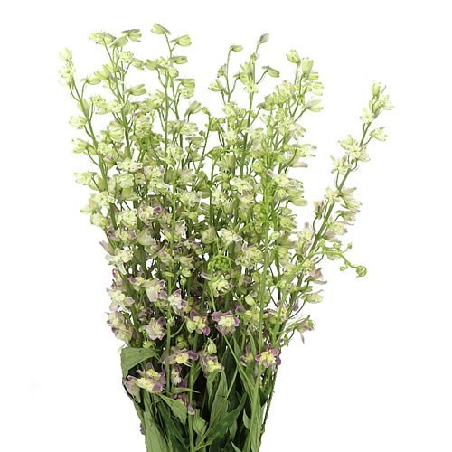 DELPHINIUM TRICK PINK