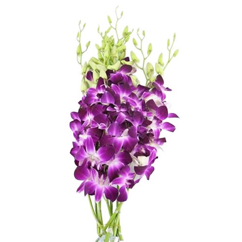 DENDROBIUM ORCHID GALAXY