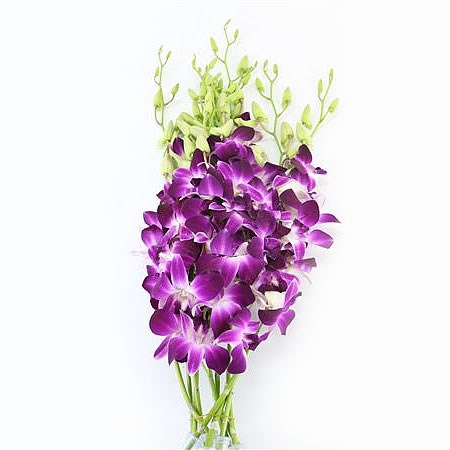 DENDROBIUM ORCHID GALAXY