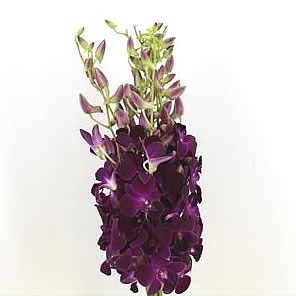 DENDROBIUM ORCHID RED BULL